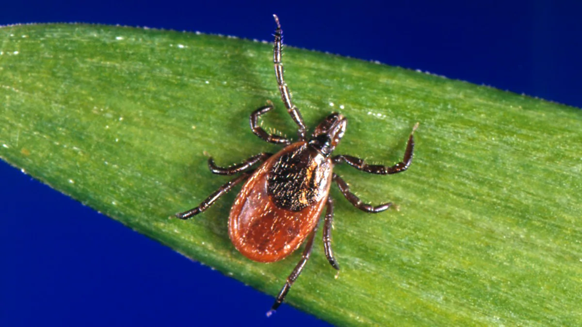 An adult female Ixodes scapularis tick crawls on a leaf.