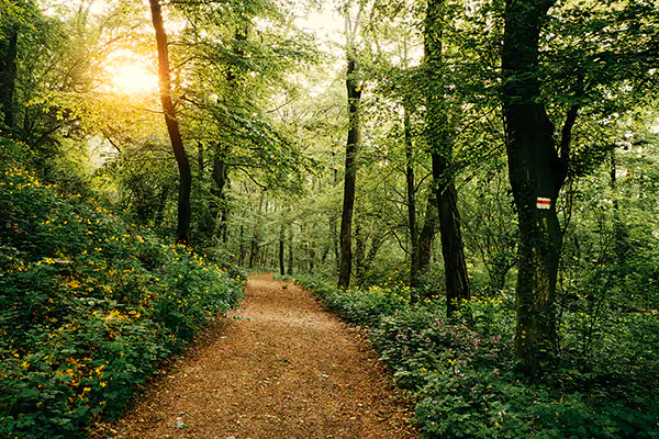 Hiking trail in the woods.