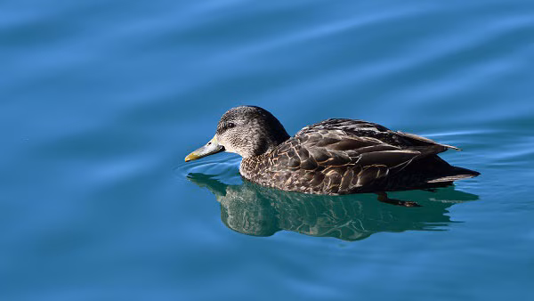 American Black Duck American Black Duck