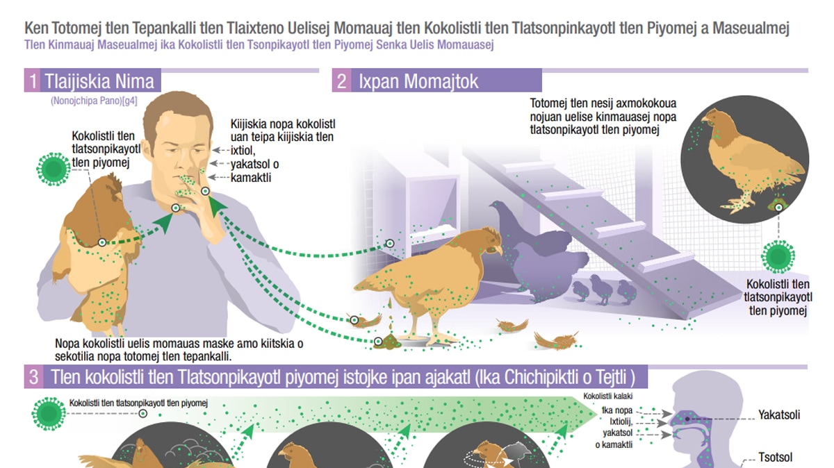 how infected backyard poultry could spread bird flu to people (nahuatl)