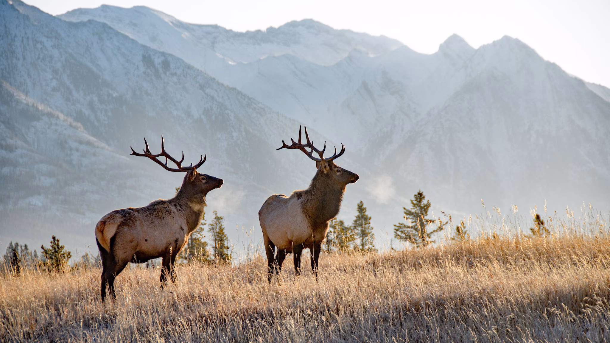Two elk in a field in front of a mountain range.