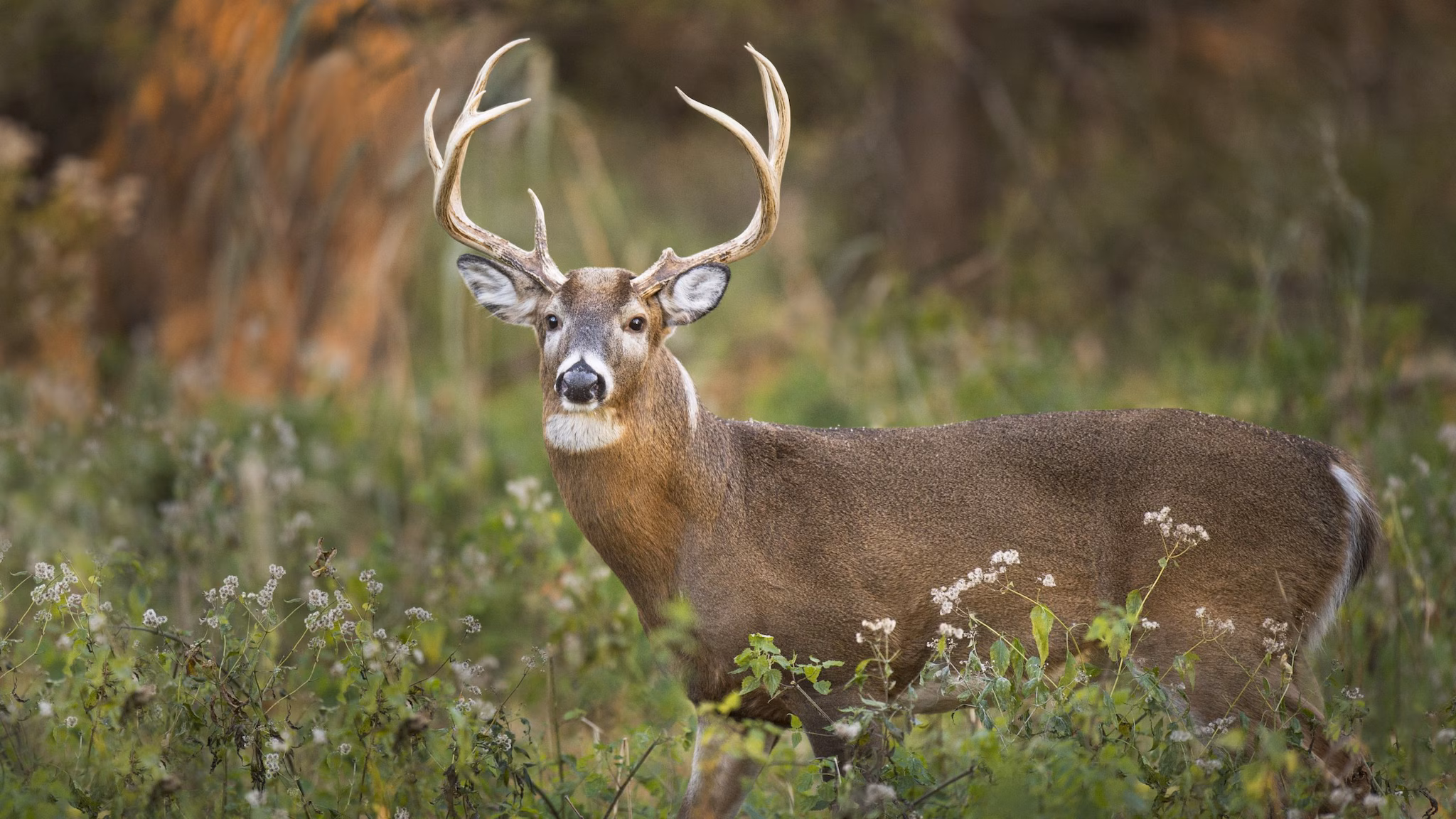 A white-tailed deer standing in some grass near a forest.