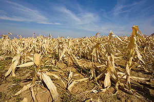 A field of dead corn crops