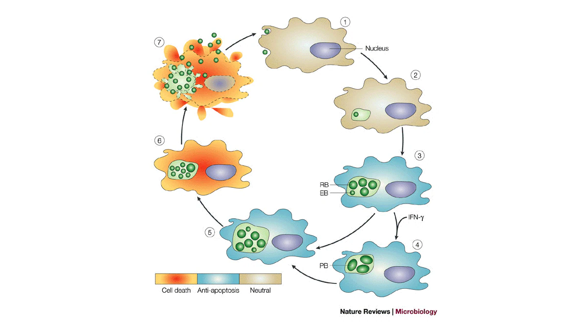 An illustration of how C. pneumoniae growth consists of two alternating forms: elementary and reticulate bodies.