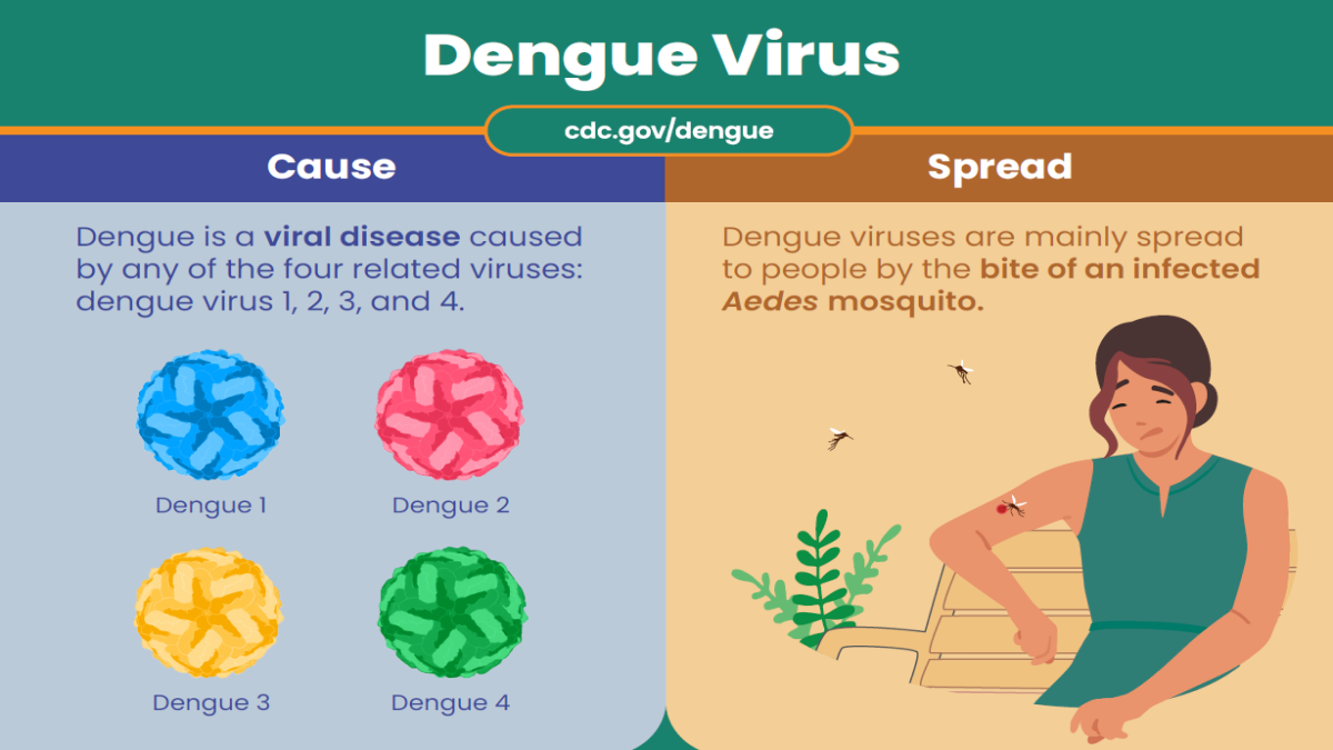 Screenshot of a fact sheet that reads, "dengue virus" at the top.