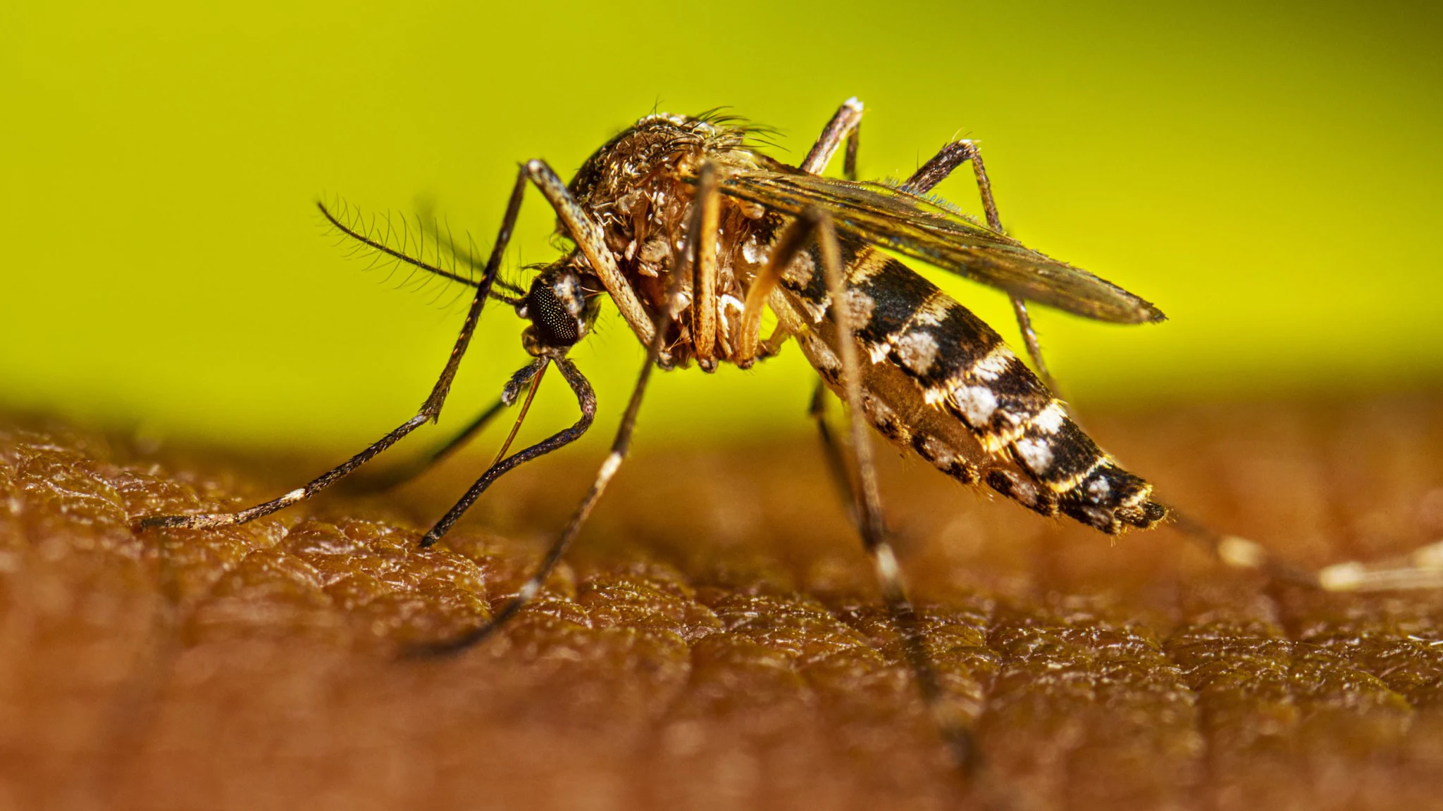 Aedes aegypti mosquito feeding on a human.