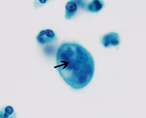 D Figure D
