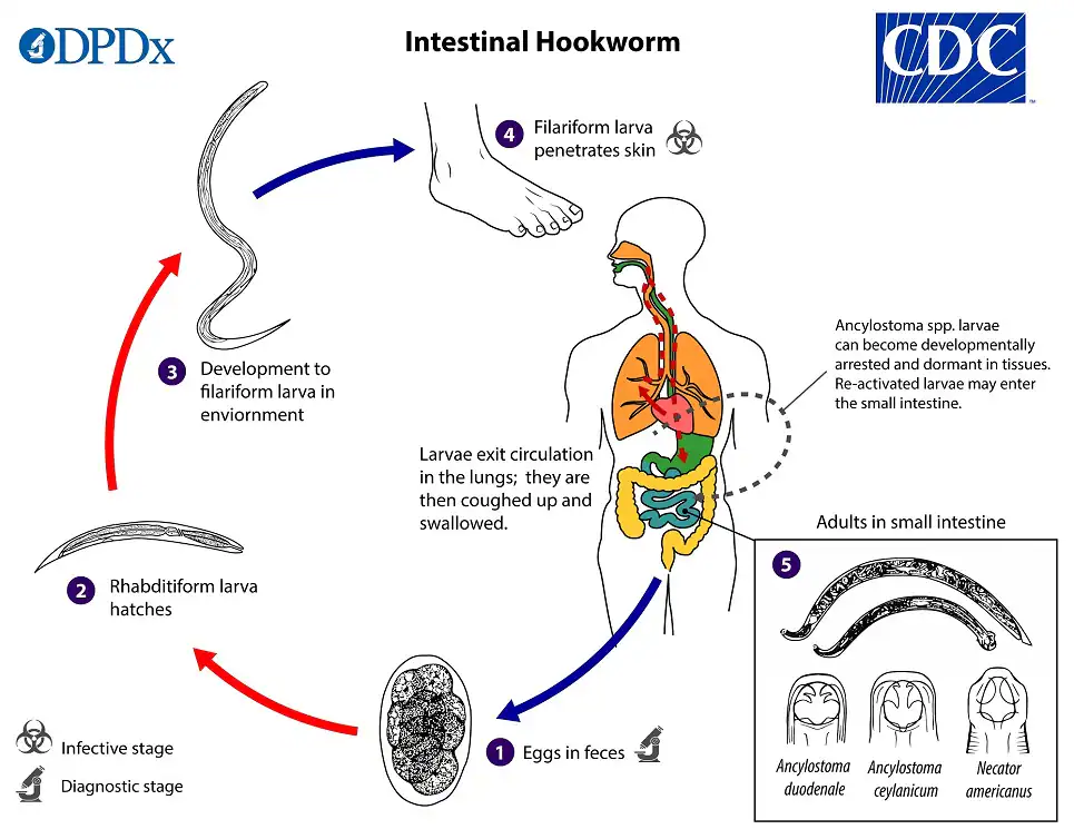 lifecycle