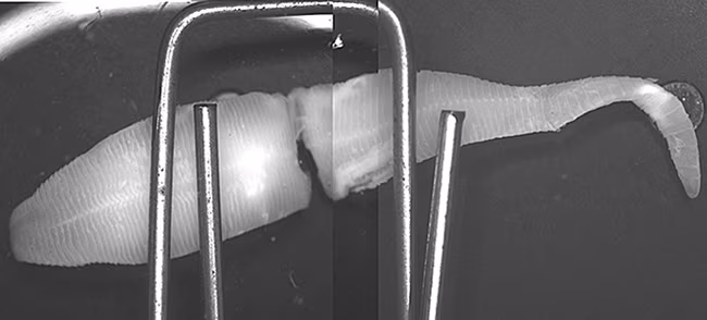 Case149_A.jpg
