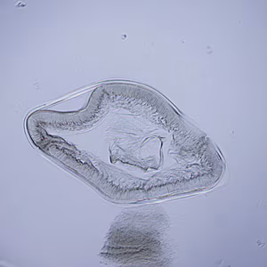 Case249_A.jpg