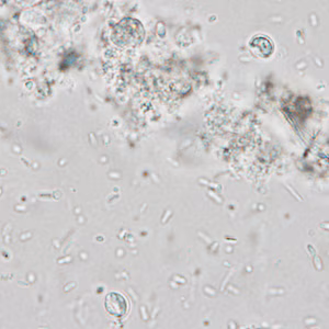 Case337_A.jpg