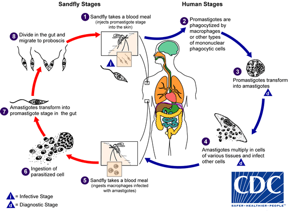 lifecycle