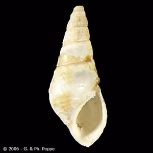 Semisulcospira_Conchology_A.jpg