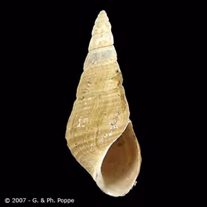 Semisulcospira_Conchology_B.jpg