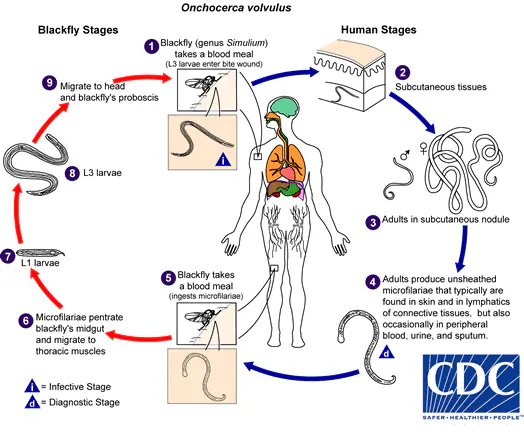 Lifecycle