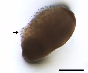 A Raillietina