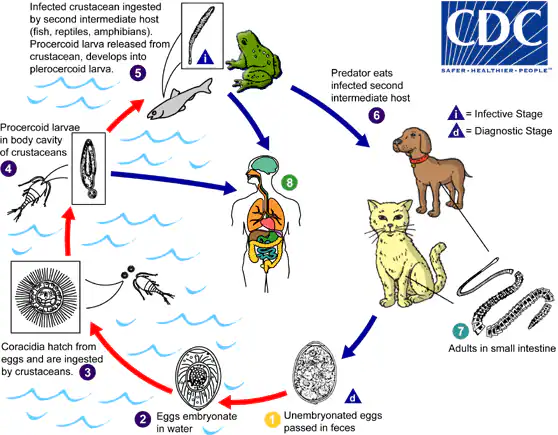 lifecycle