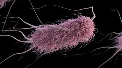 A group of extended-spectrum ß-lactamase-producing (ESBLs) Enterobacteriaceae bacteria, in this case, Escherichia coli.