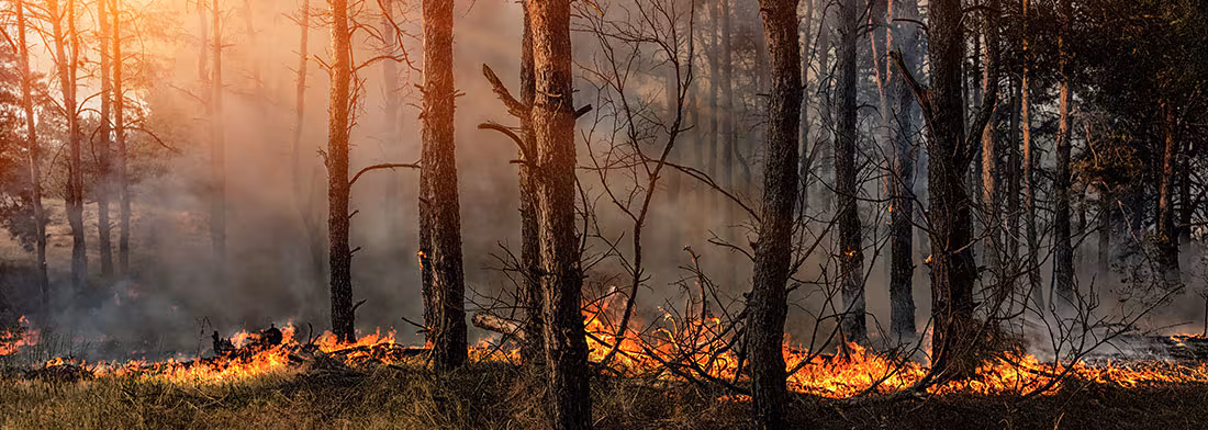 Incendio forestal que arde a través de un bosque. Incendio forestal que arde a través de un bosque.
