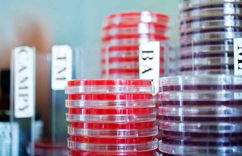 Stacks of Petri dishes – shallow lidded dishes with growth media in which cells can be cultured.