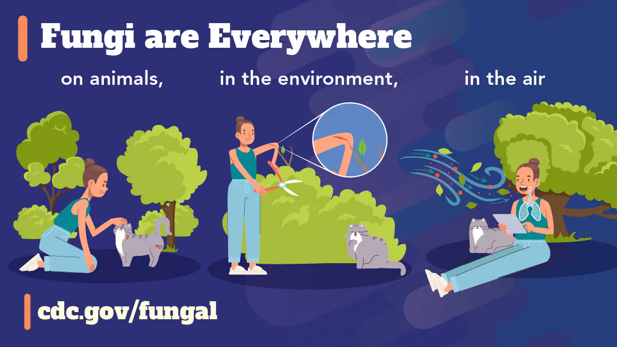 Fungi are Everywhere (Facebook) A person interacting with various outdoor settings including petting a wounded cat, trimming a bush, and sitting in a grassy area while leaves and spores float in the air and into the persons’ lungs. Text reads: “Fungi are everywhere: on animals, in the environment, in the air”