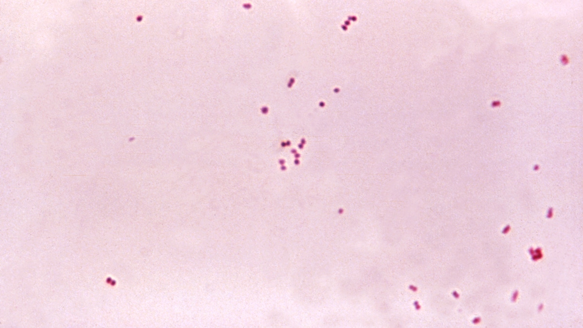 Gram-negative bacteria