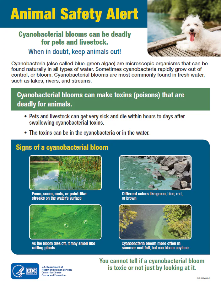 Small image of a fact sheet about keep animals safe from harmful algal blooms