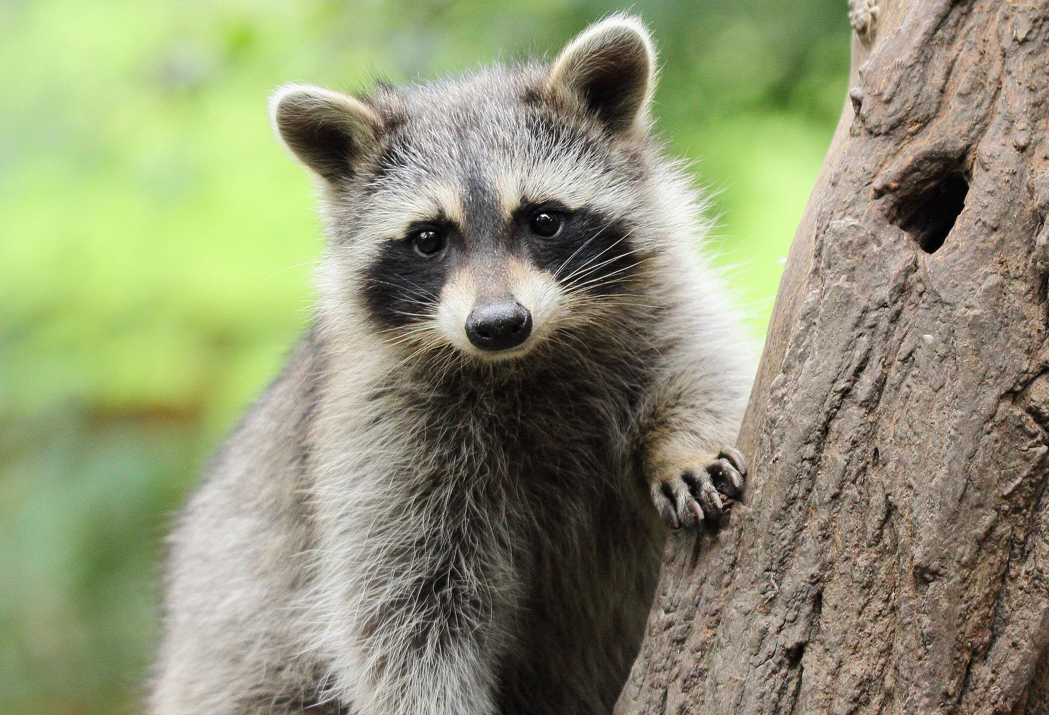 A large raccoon sitting on a tree.