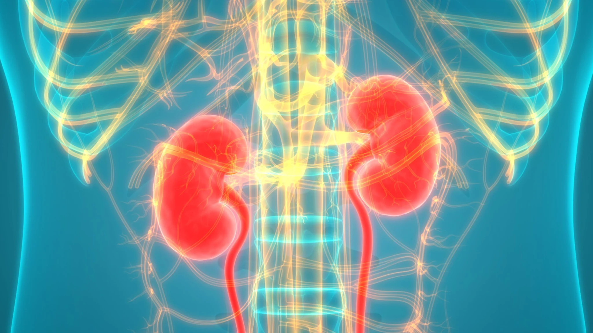 Illustration of kidneys inside the body