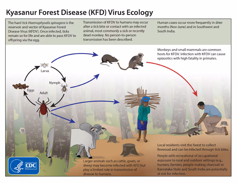 A graphic showing the transmission cycle of the KFD virus