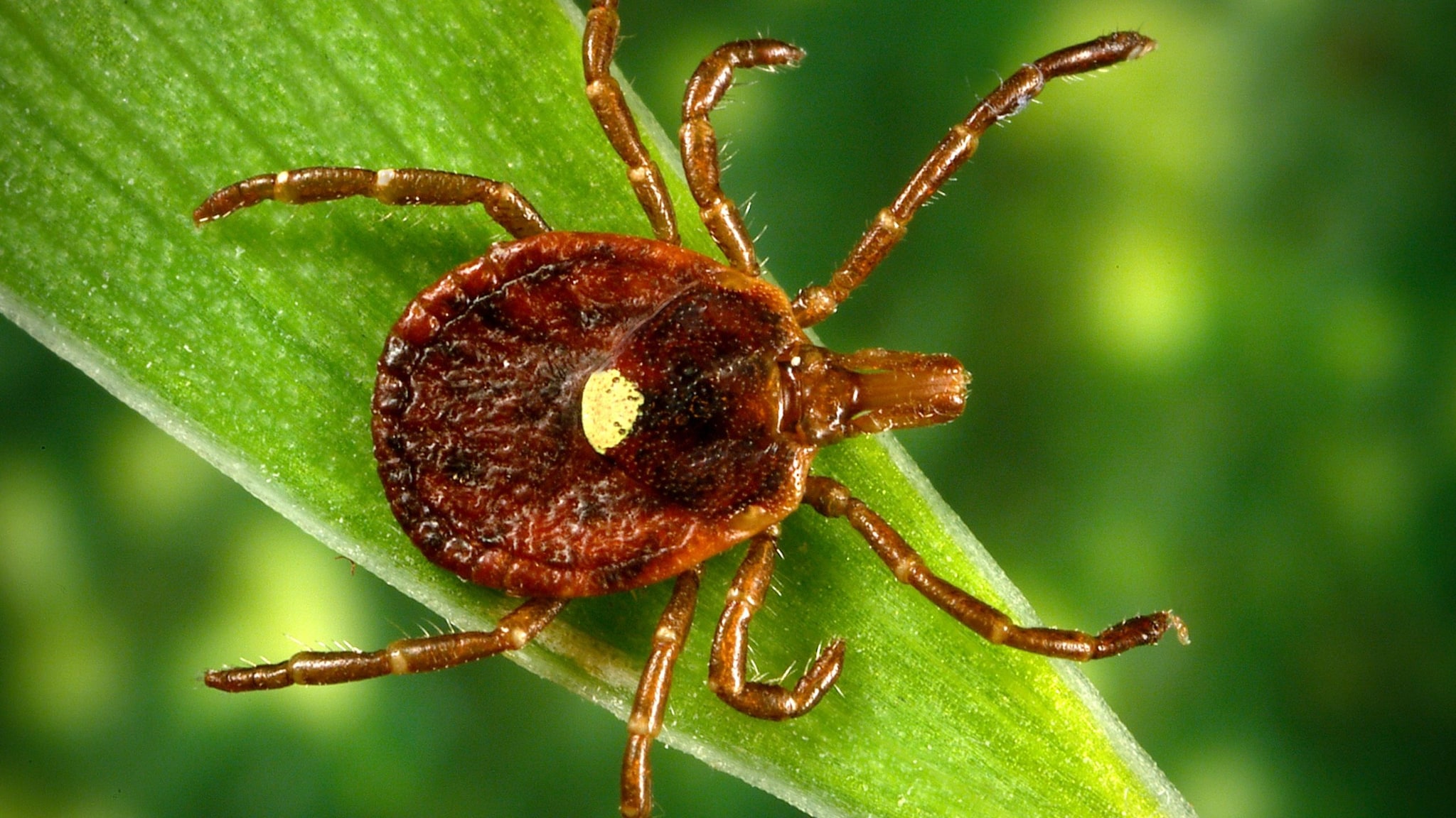 Lone star tick on a blade of grass.