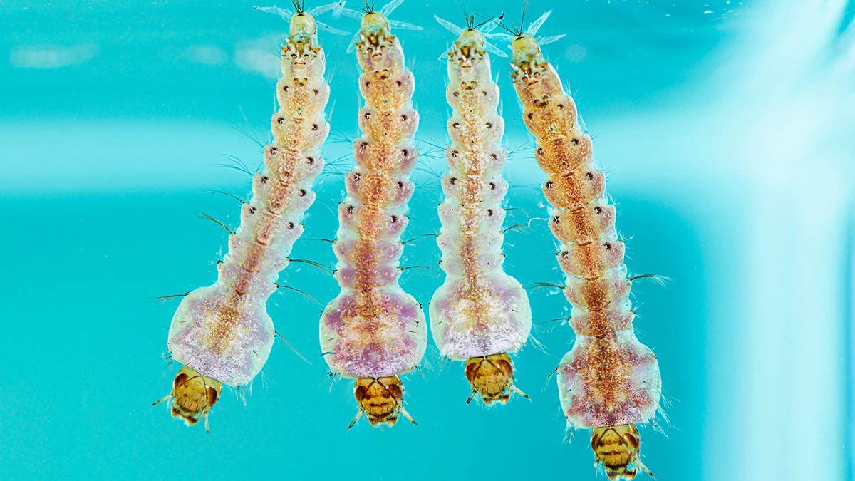 A. quadrimaculatus larvae