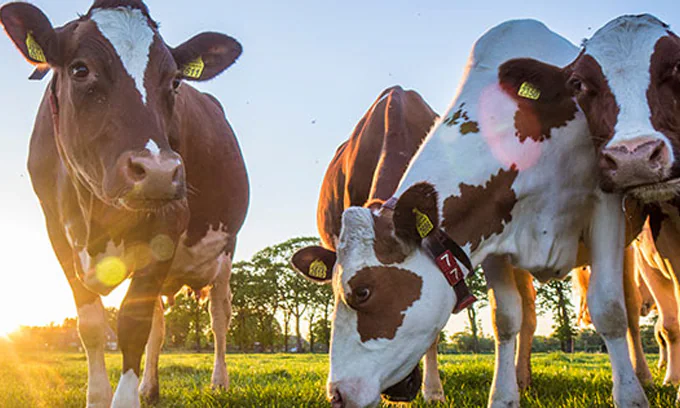 dairy cows