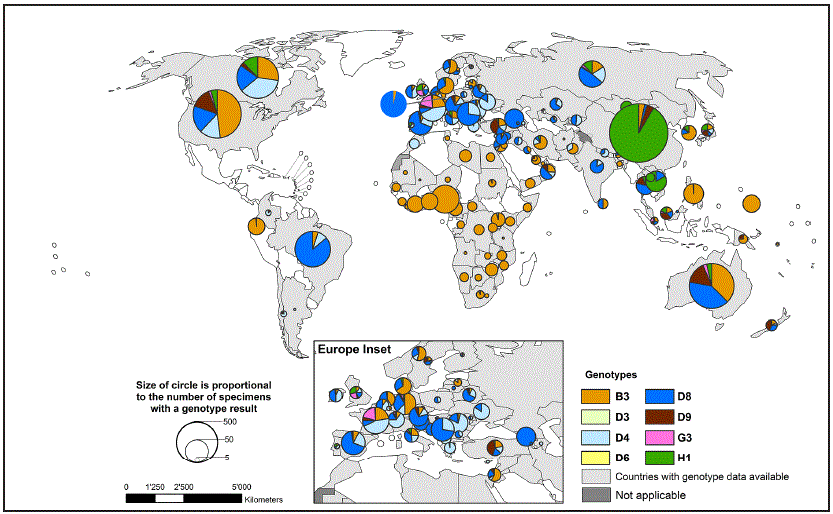 The figure above is a world map showing global distribution of measles virus genotypes, by country, during 2010–2015.