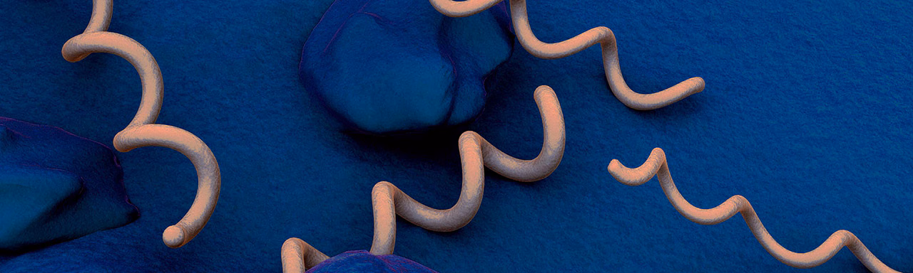 intro01 Digital rendering of Treponema pallidum