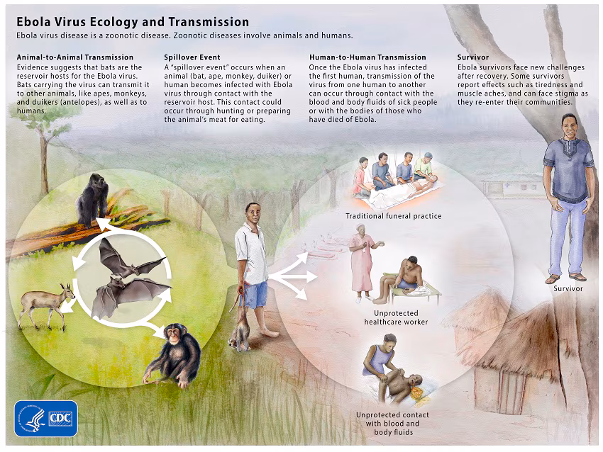 02-ebola-ecology Ebola Virus Ecology and Transmission Graphic