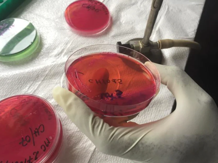 phapproach01 Image containing four biological samples (three red, one green) being analyzed for infectious agents like ebolavirus, Vibrio cholerae, and Neisseria meningitidis. The samples are all found in Petri dishes. A gloved hand is shown holding one of the red samples above a sheet of white cloth.