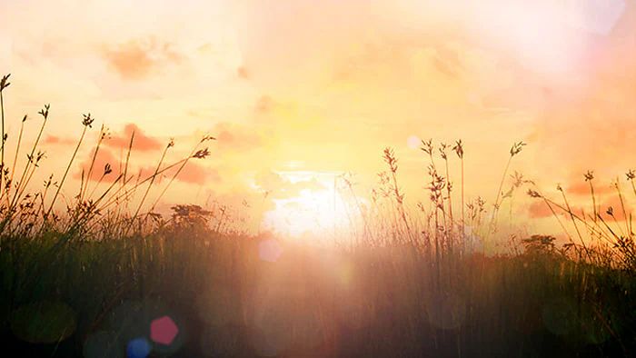 Grassy field at sunrise with orange sky