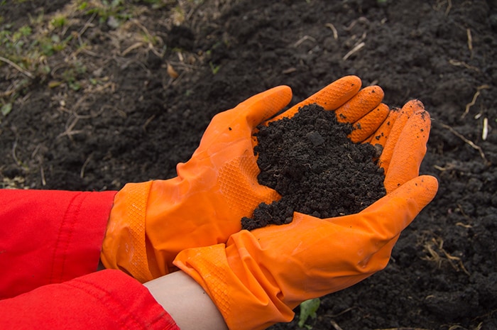 Gloved hands cupping soil