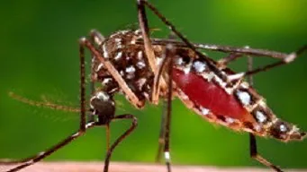 Close-up photo of a mosquito