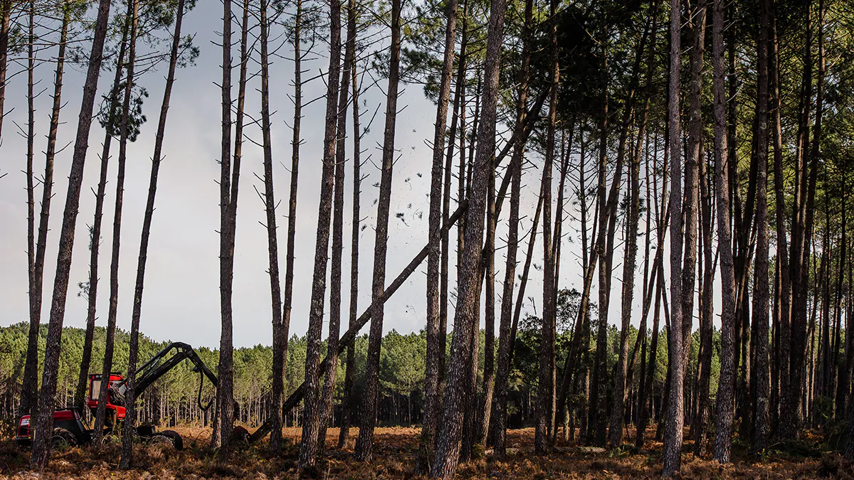 landscape work occurring in the woods, where soil might contain histoplasma