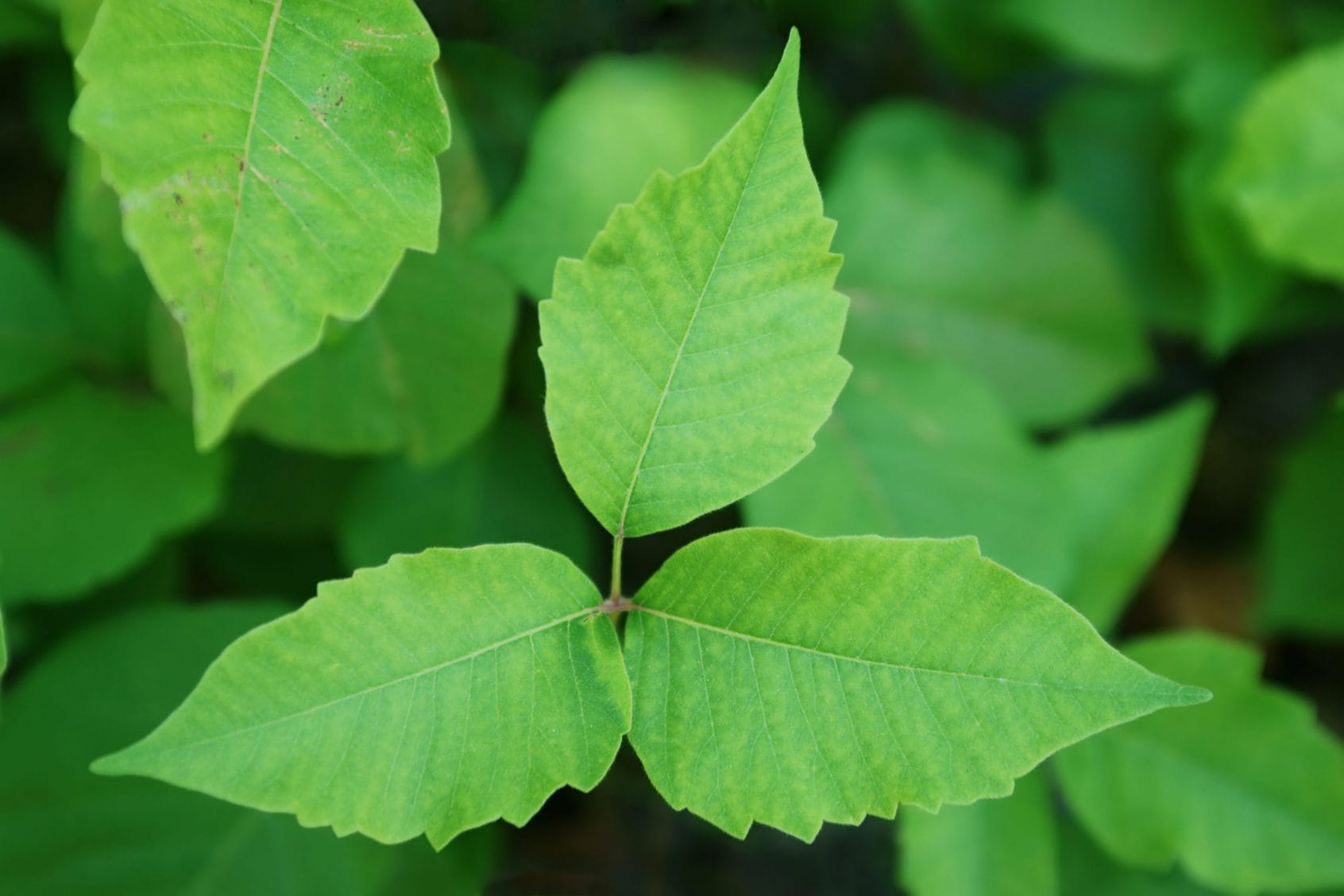 Close up image of poison ivy