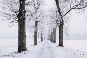 Tree-lined road in the snow.