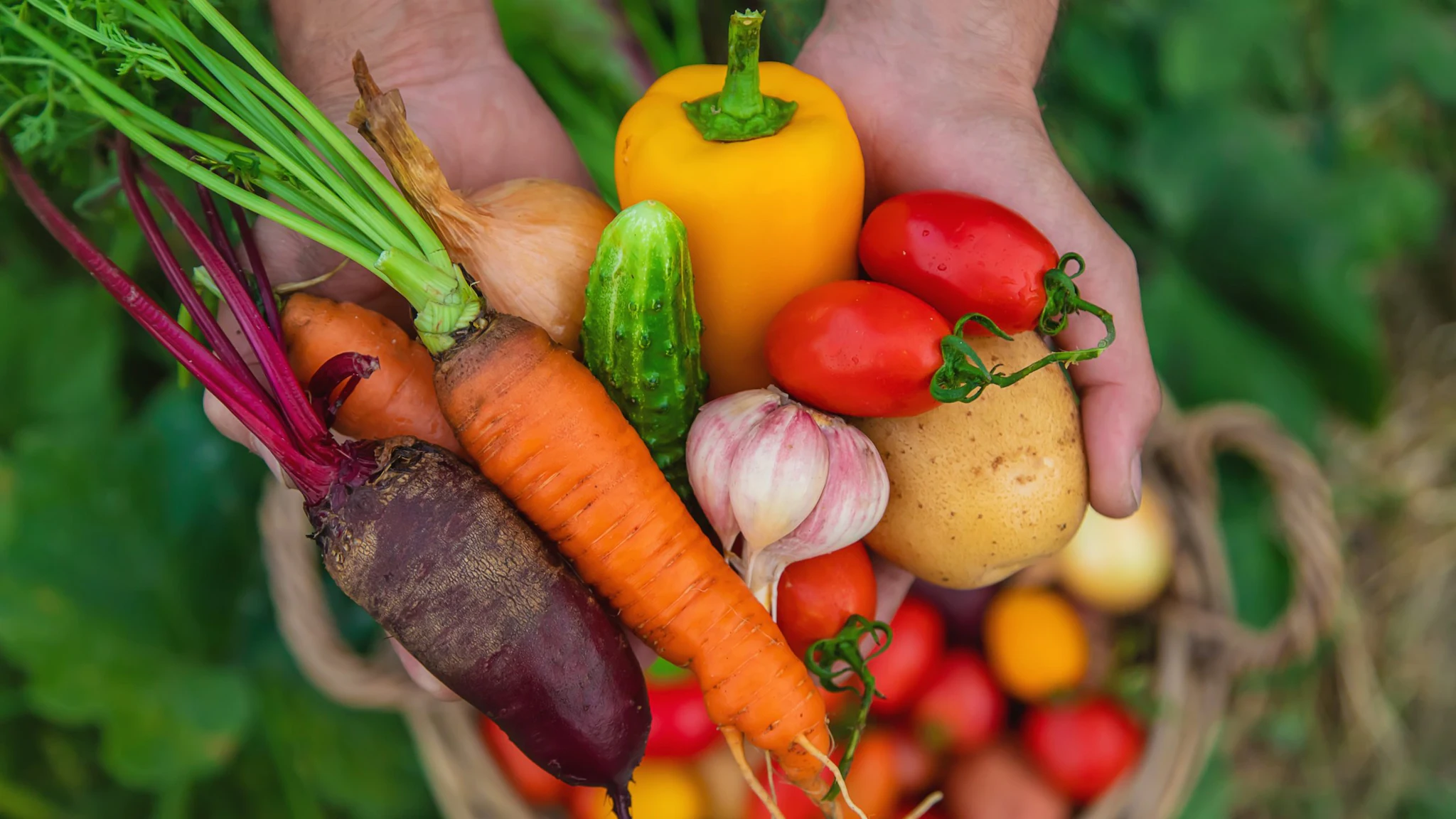 Two hands holding a harvest of fresh vegetables.