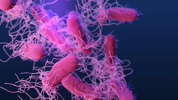 Microscopic image of Salmonella