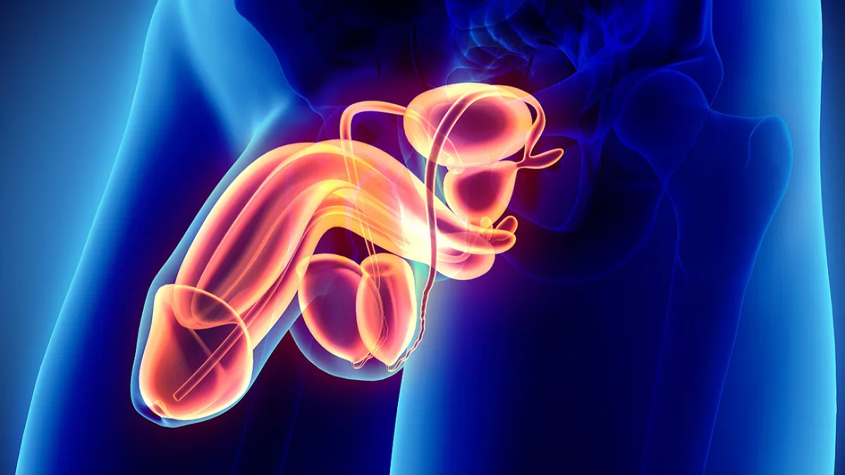 Medical illustration of the male reproductive system