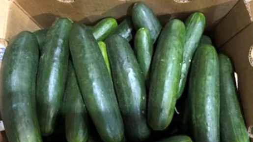 Green cucumbers in a brown box