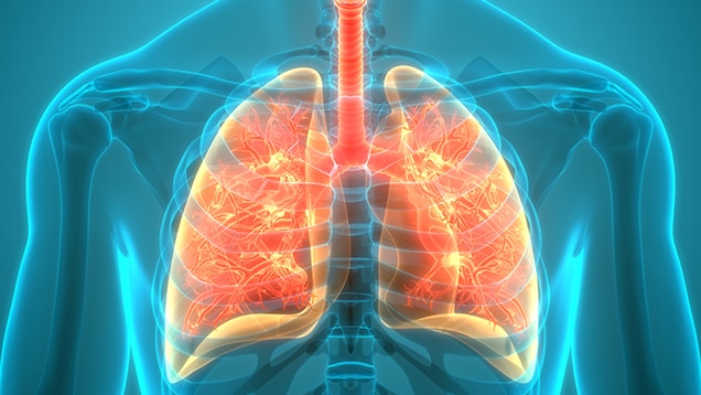 Medical drawing of lungs