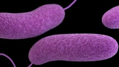 Illustration of Vibrio bacteria.