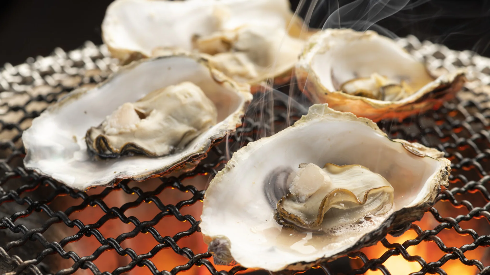 Oysters on the half shell cooking on a grill.